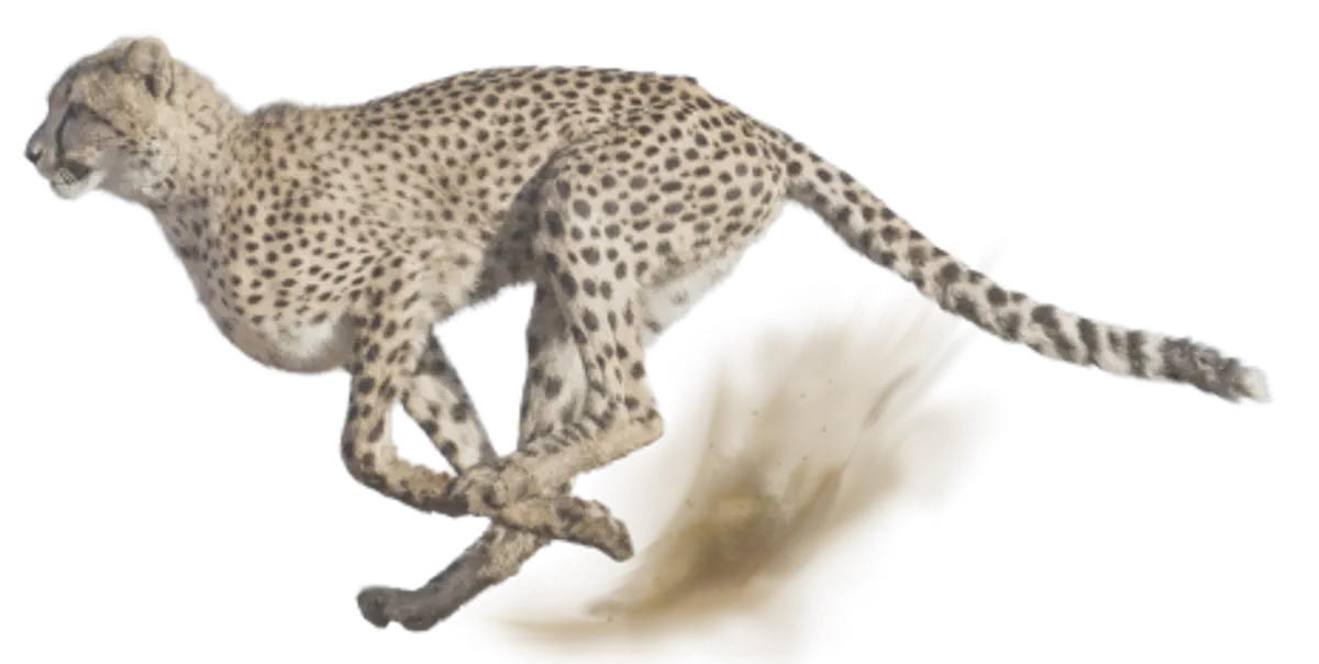 cheeta-img